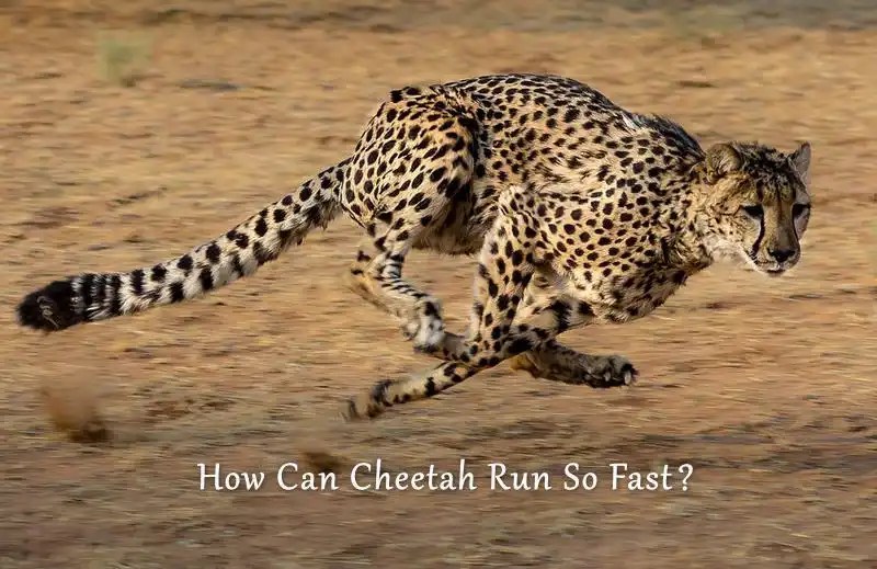 How Does A Cheetah Run So Fast