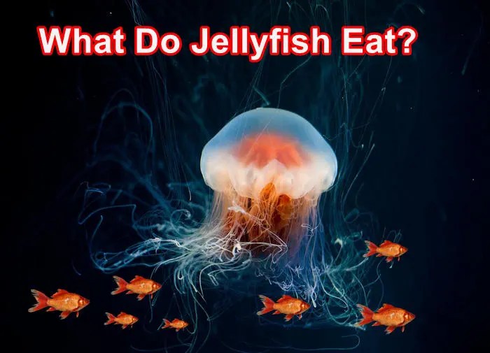 What Do Jellyfish Eat? How Does It Consume Food?