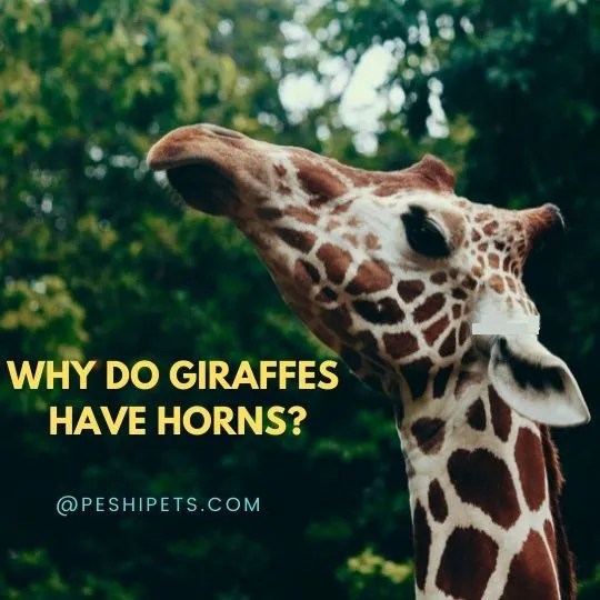 Why Do Giraffes Have Horns? Know Its Advantages and Disadvantages.