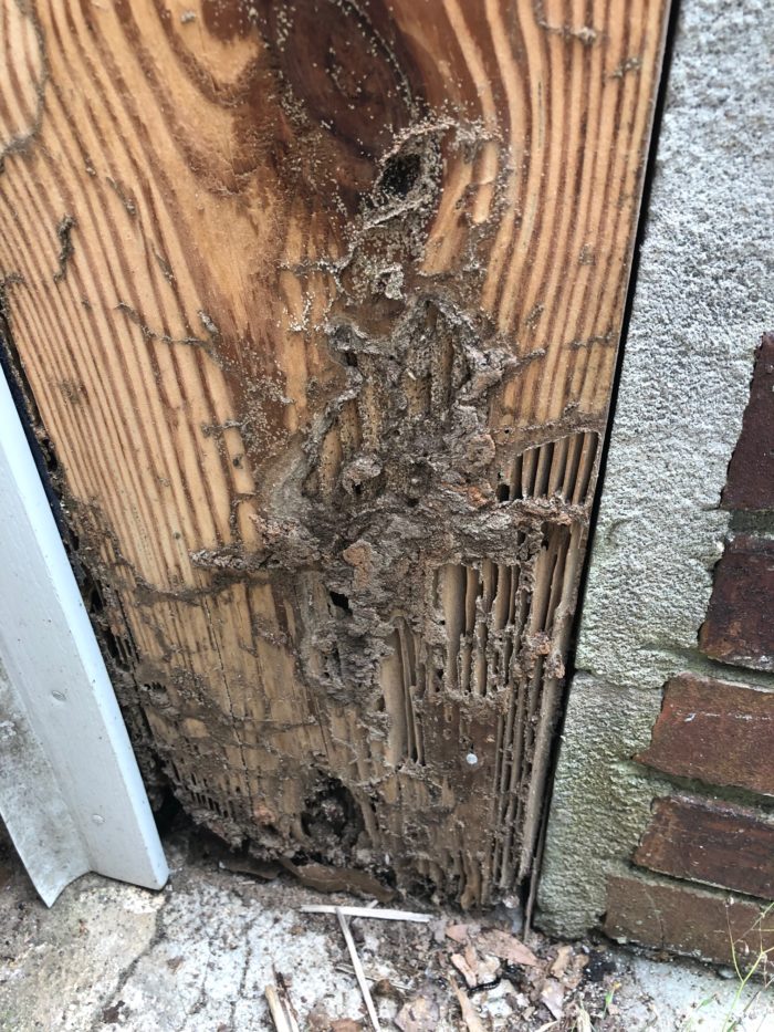 Protect Your Home With Termite Inspection Birmingham, AL