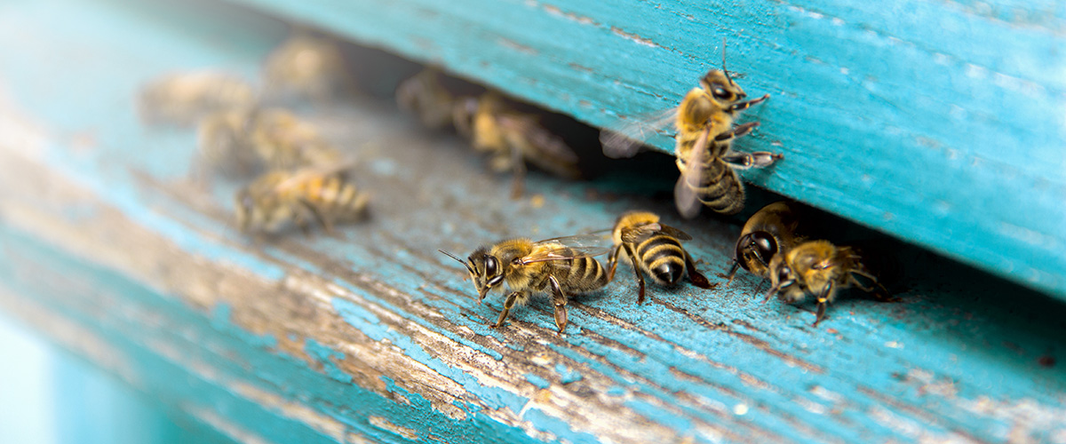 Bee Control & Extermination Winchester Pest Control Pest Exit