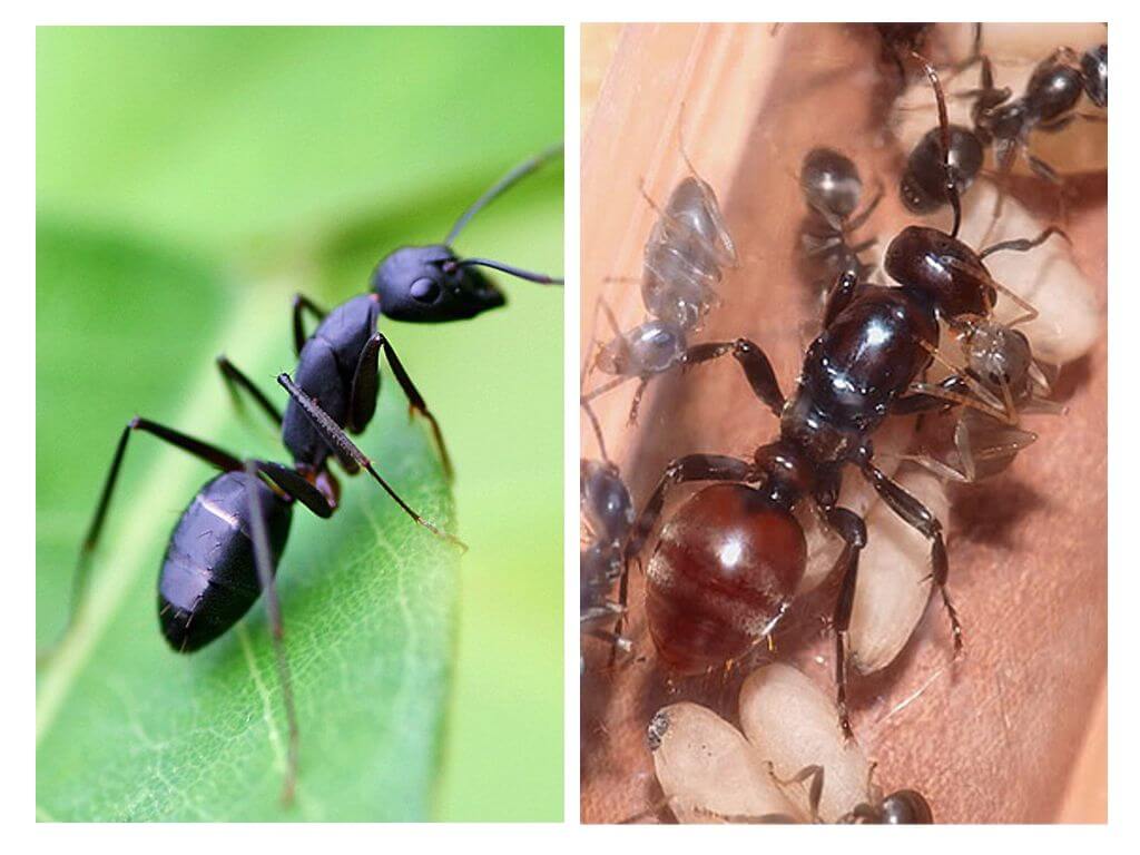 ¿Cuántas hormigas viven en la naturaleza y en el hogar?