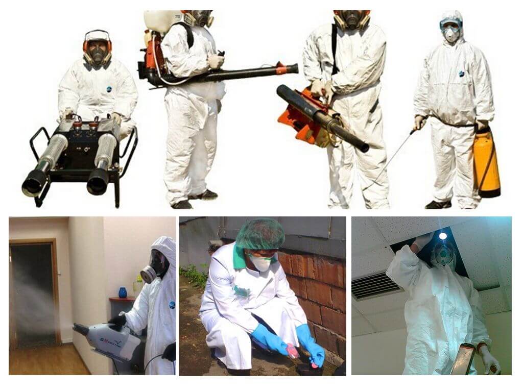 Killing Rodents Deratization of Rats and Mice