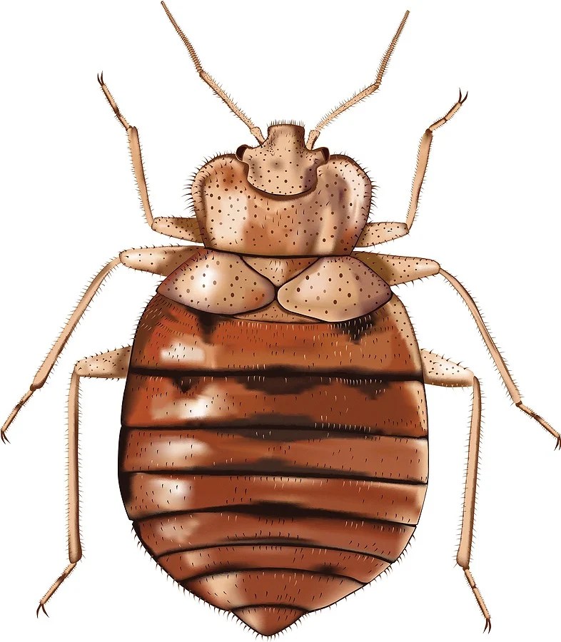 Where do bed bugs come from?