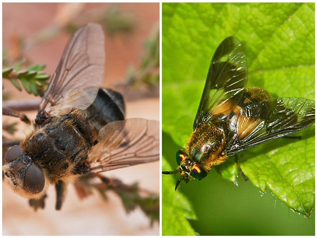 Difference gadfly and gadfly (paut)