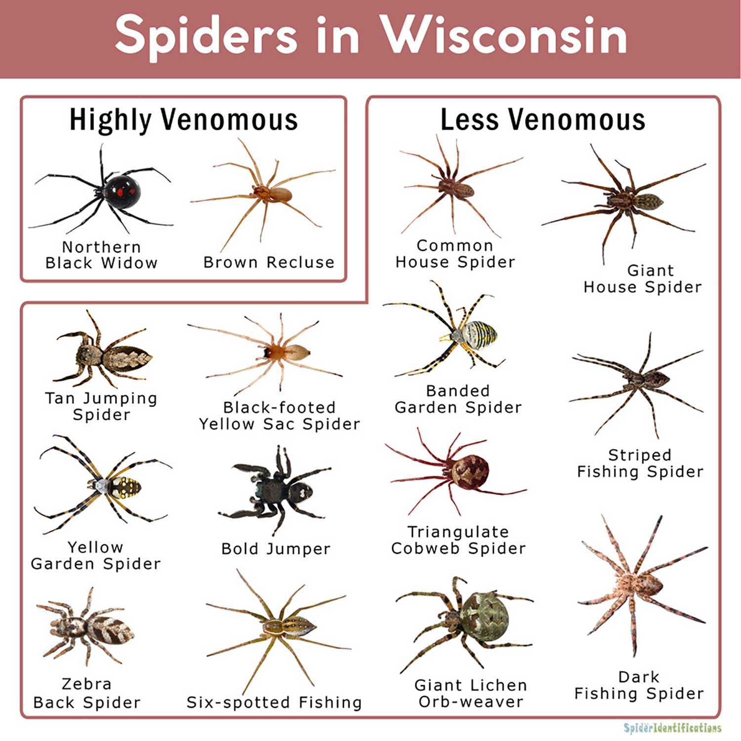 Milwaukee Wisconsin Spider Removal Pest2Rest
