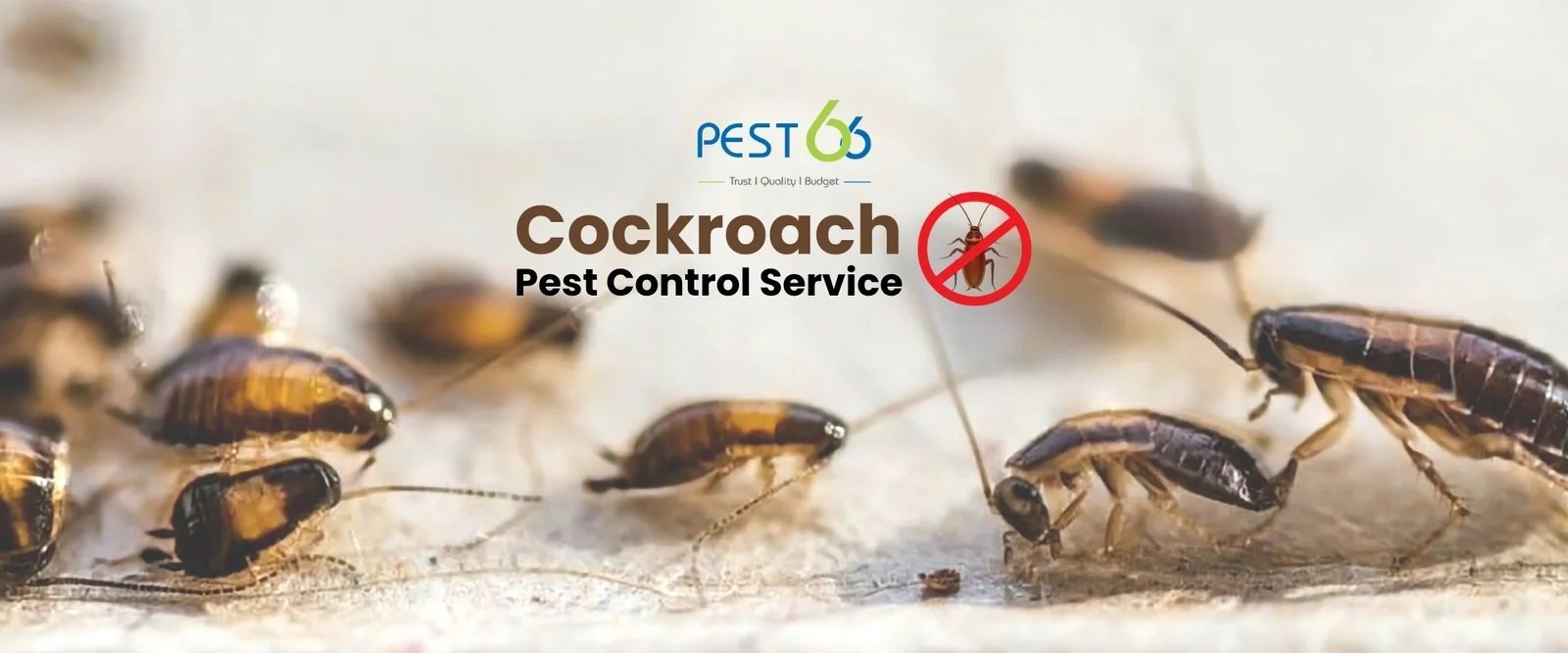 Pest 66 Pest Control Services in Coimbatore