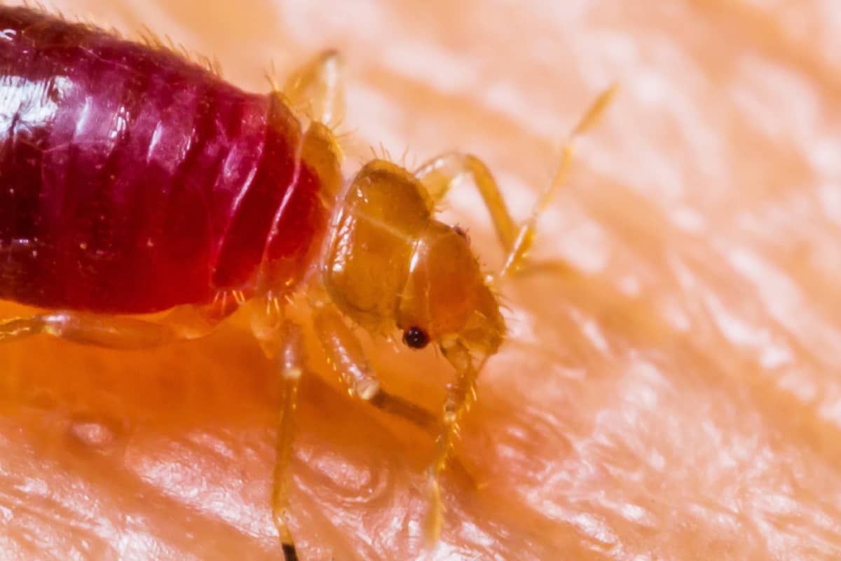 Are Bed Bugs Blind? (Easy Explained) pestABC