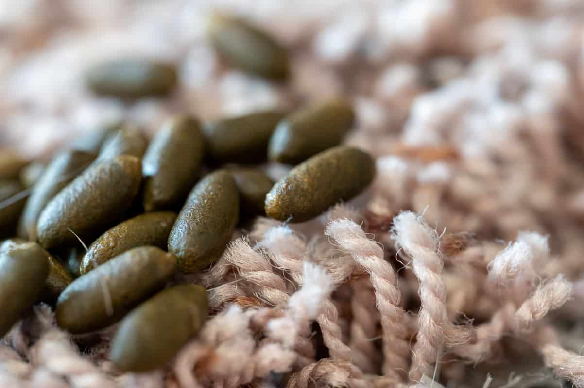 The Dangers of Mice Droppings Health Risks and Potential Diseases