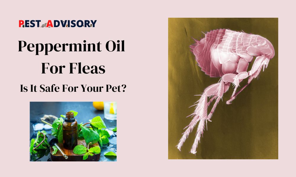 Peppermint Oil For Fleas Is It Safe For Your Pet?