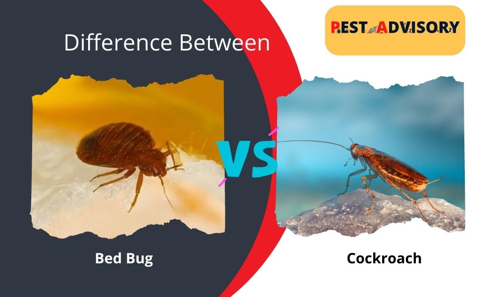 Cockroach vs Bed Bug