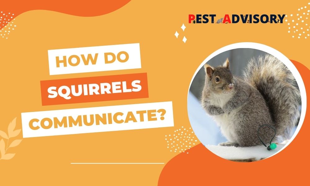 How Do Squirrels Communicate? A Comprehensive Guide to Squirrel