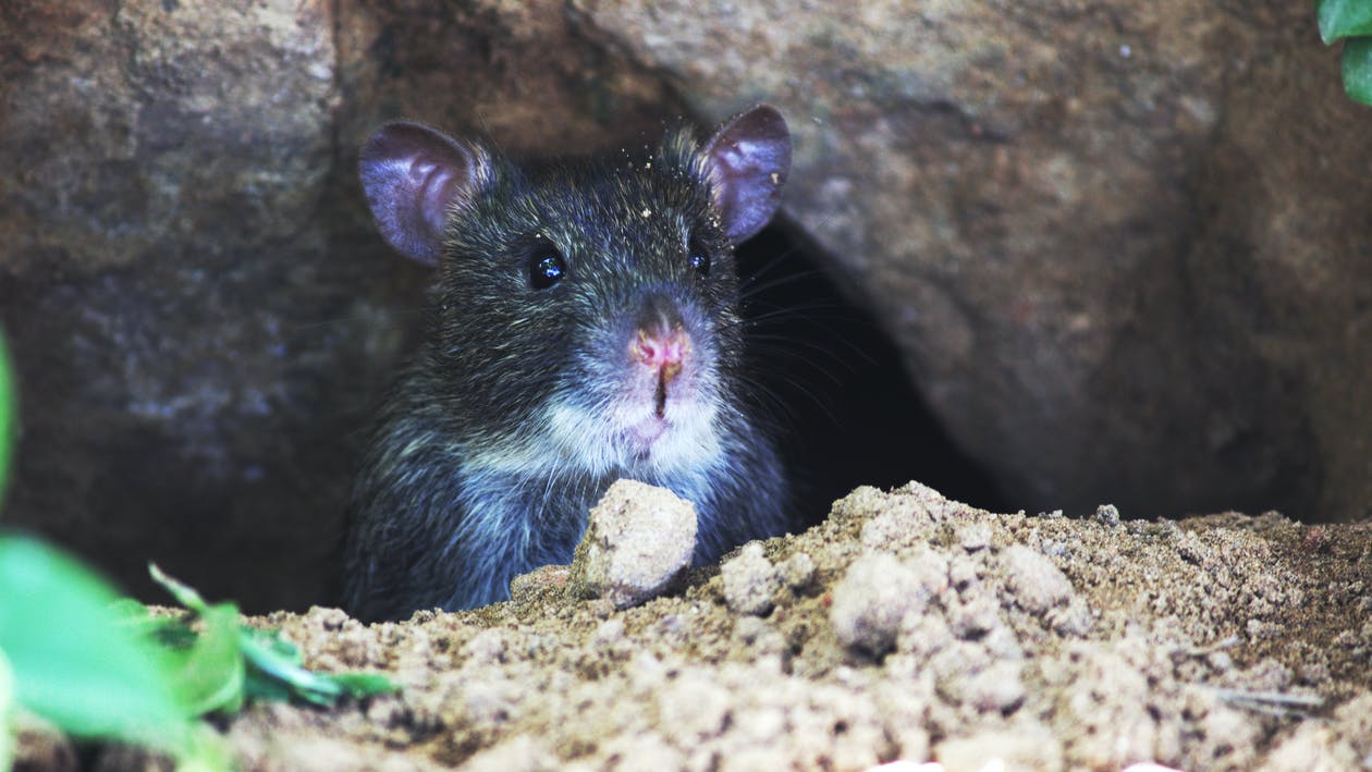 Do Rats Dig Holes And Tunnels? How to Get Rid of Them