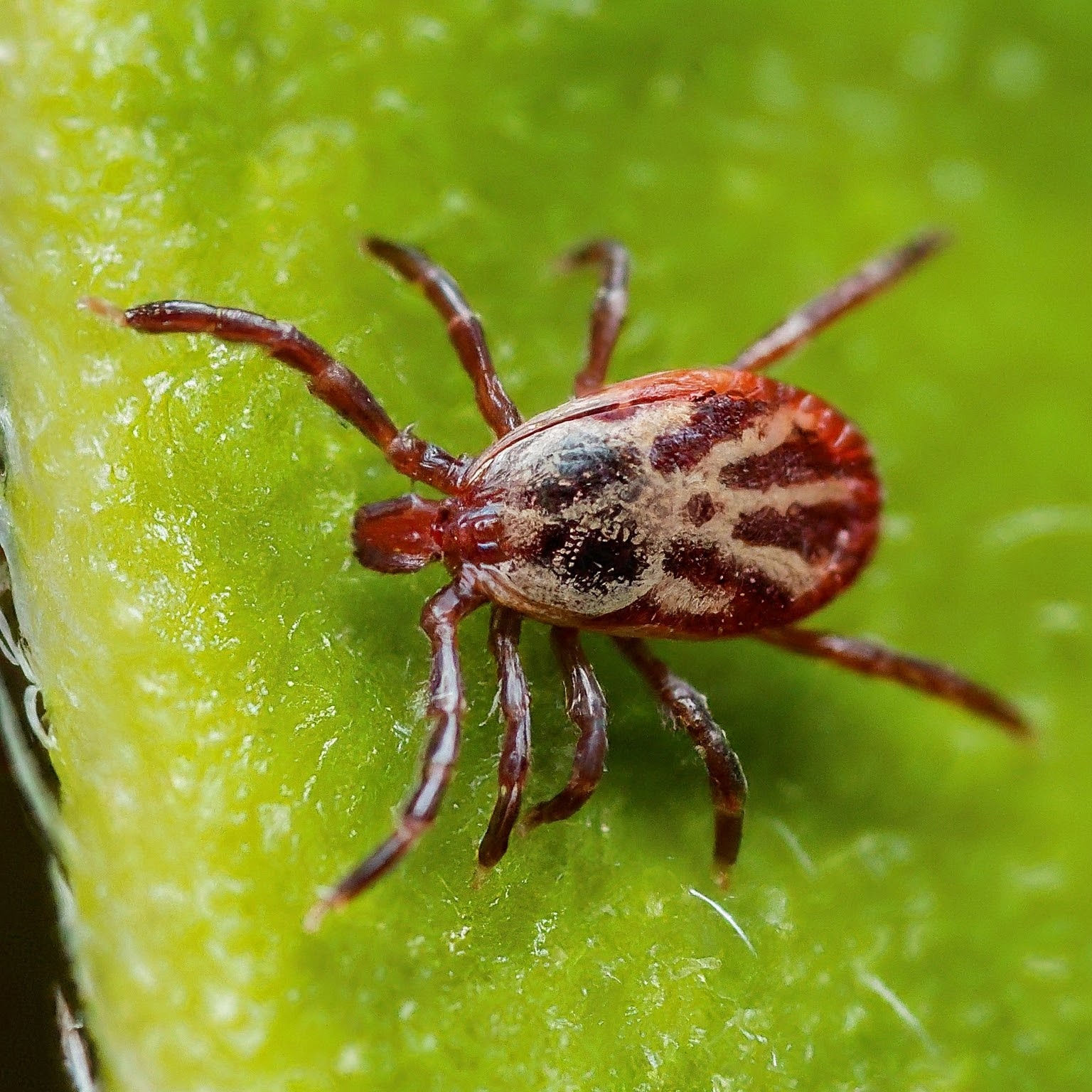 Tiny Red Bugs on Concrete Small Spiders & Clover Mites