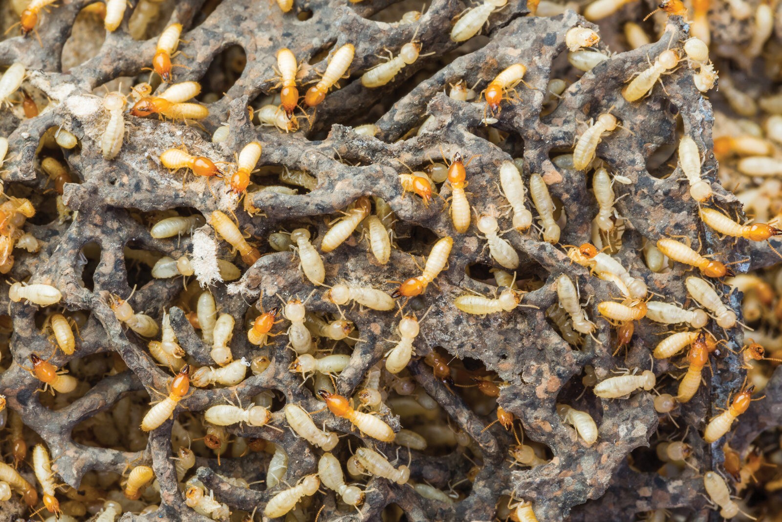 Can You Hear Termites In The Wall? Pest Aid Adelaide Gold Coast