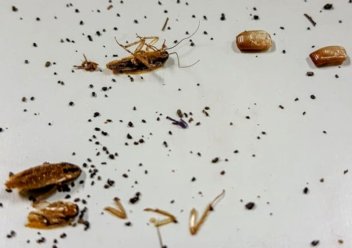 A food worker notices small pellet like black droppings