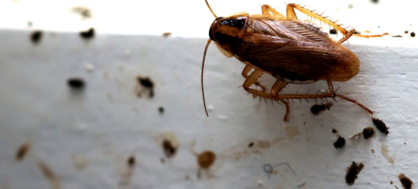 Identifying And Eliminating Roach Infestation In Your House Pest Aid