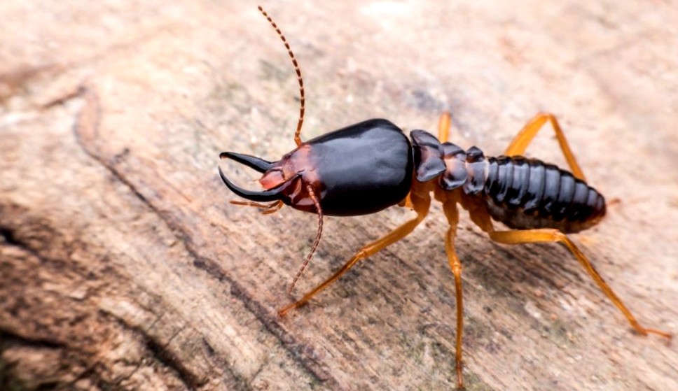 What Do Termites Do To Humans? Pest Aid