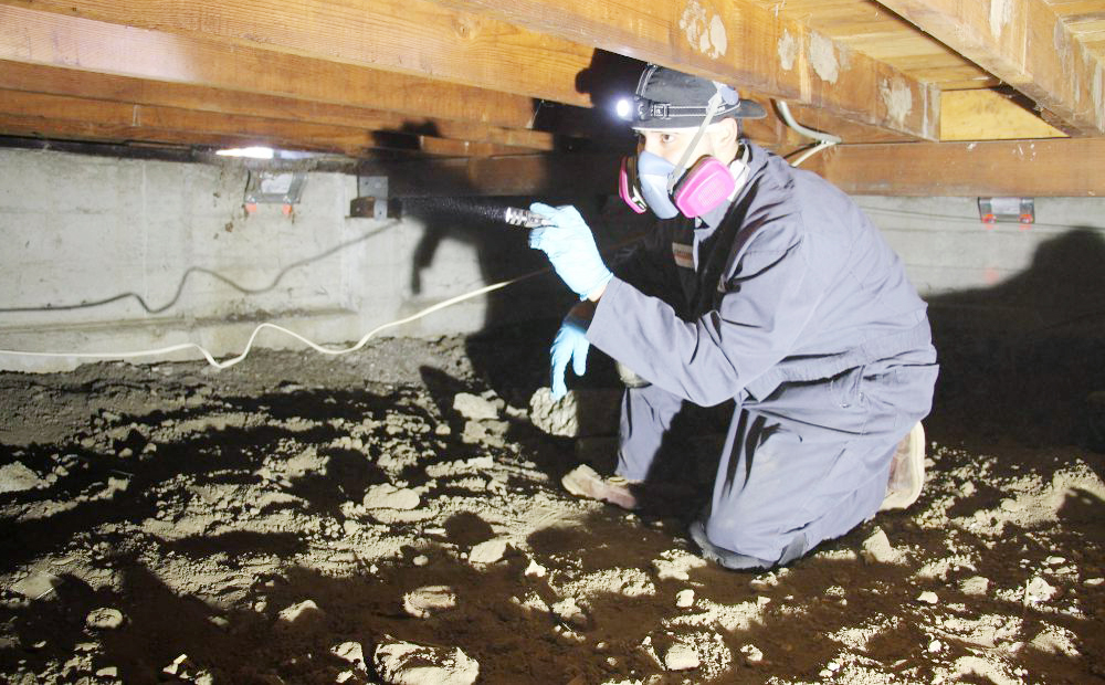 Does Home Insurance Cover Termite Damage? Pest Aid