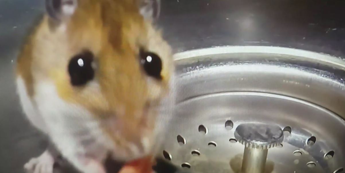 Is house mouse feces dangerous to touch or breathe?