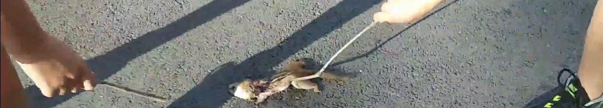 How to Find and Remove a Dead Squirrel in a House