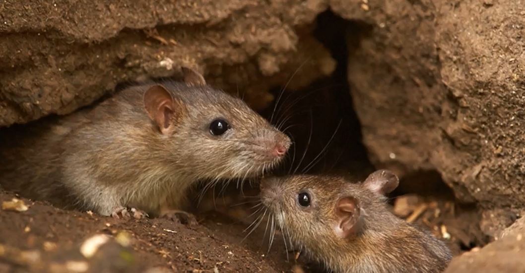 How to get rodents out of a wall