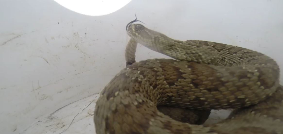 What Is a Snake’s Mating Habits, When Do They Have Babies