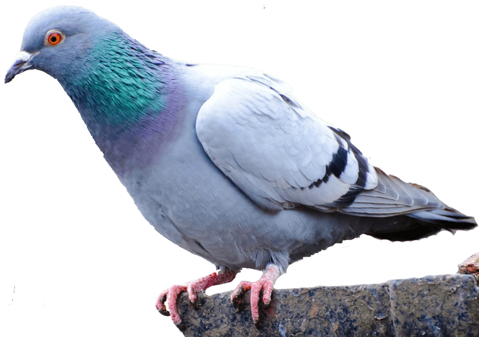 Pigeon Removal and Solar Panel Enclosures in Albuquerque, NM by Pest