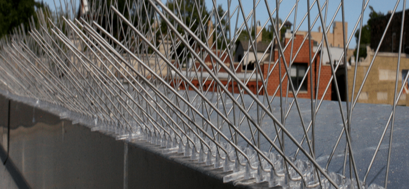 Pigeon Removal and Solar Panel Enclosures in Albuquerque, NM by Pest