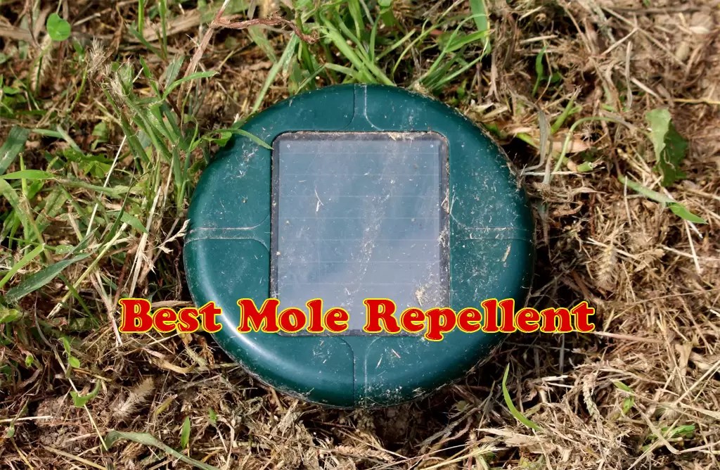 Best Mole Repellent Reviews & Buying Guide (September2021)