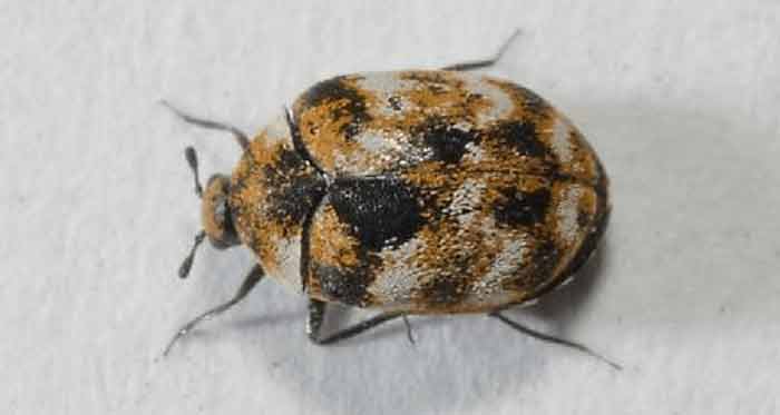Bugs that look like Bed BugsBeetles & Others that Resemble or Mistaken