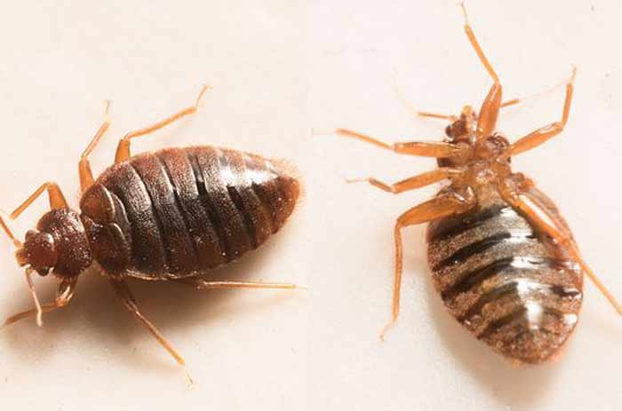 Types of Bed Bugs Pestbugs
