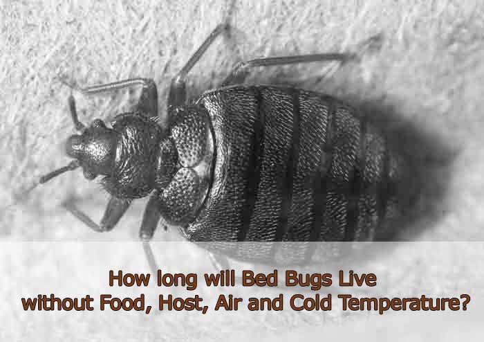 How Long do Bed Bugs Live Without Food, Host, Air, in Cold & After