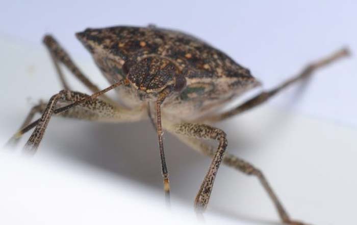 Do Stink Bugs Bite? Are they Harmful or Poisonous to pets & Humans