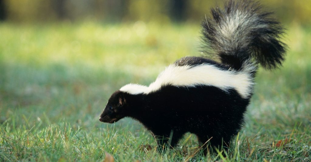 How to Get Rid of Skunk Smell Pestcheck Pest Control Blog