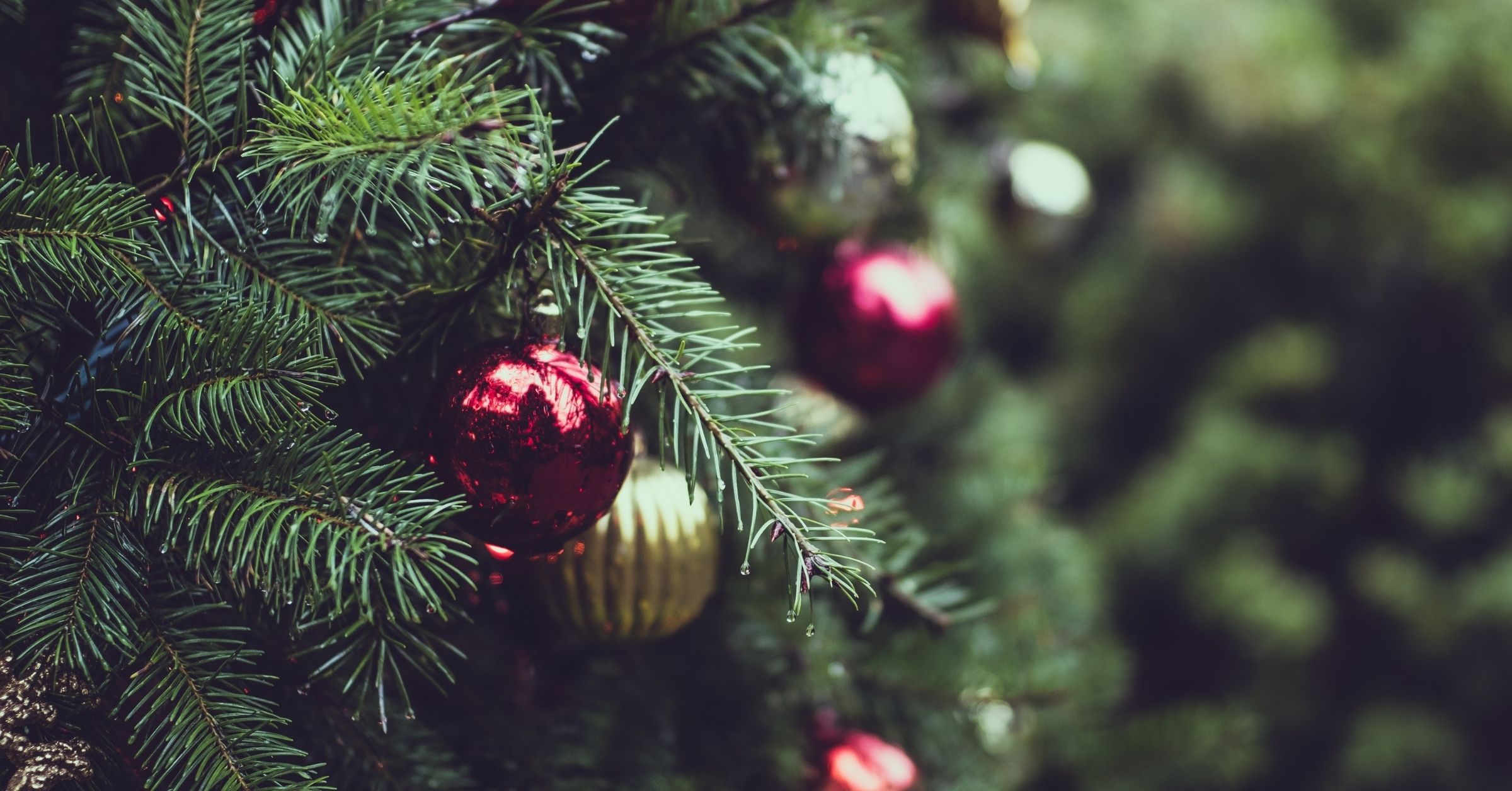 Winter Pests Pest Proofing Your Christmas Tree West Vancouver Blog