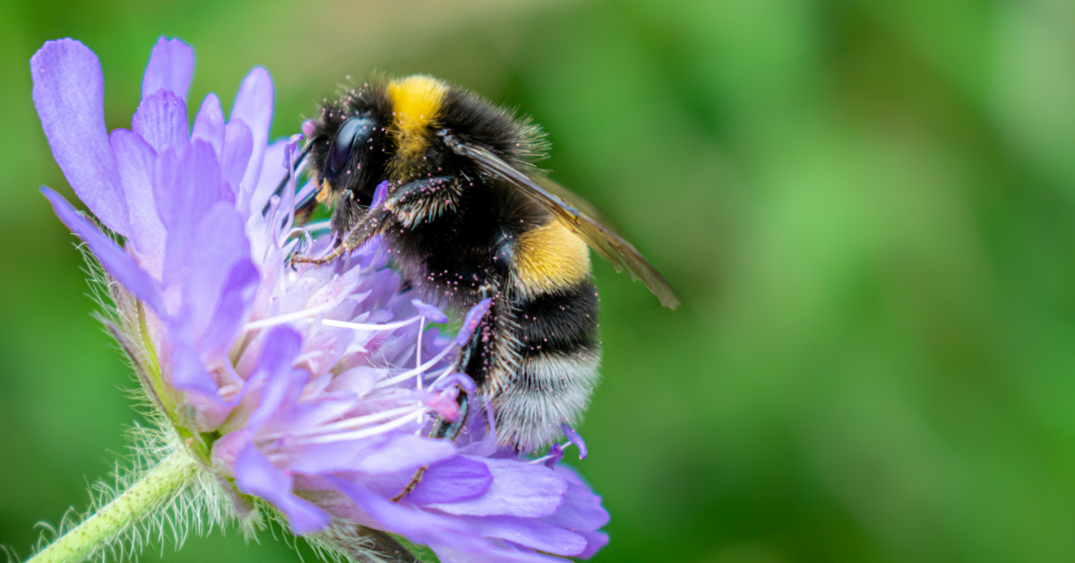 The Essential Role of Bees in Our Ecosystem Pestcheck Services Limited