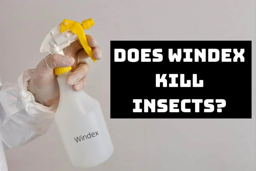 Using Windex to Kill Insects [Howto Guide] Pest Circle