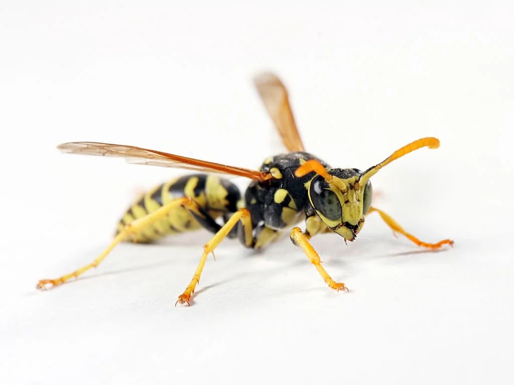 How To Get Rid Of Yellow Jackets Naturally; Yellow Jacket Infestation