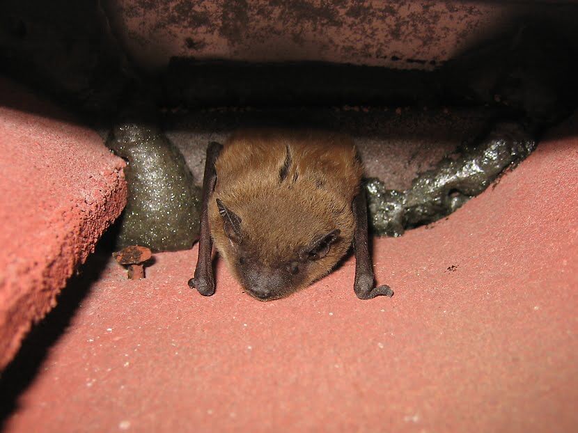 How To Inspect Your Home For Bat Evidence And Bat Entry Points