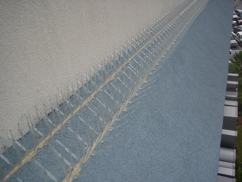 Pigeons on the Roof What Can I Do About It?