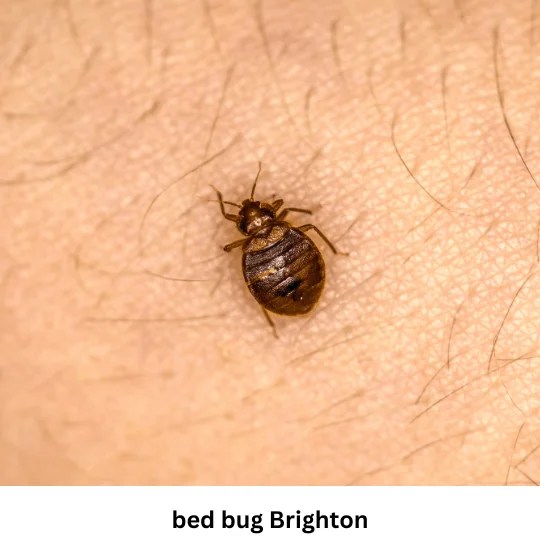 Bed Bugs Control Brighton 0340507532 Bed Bug Extermination
