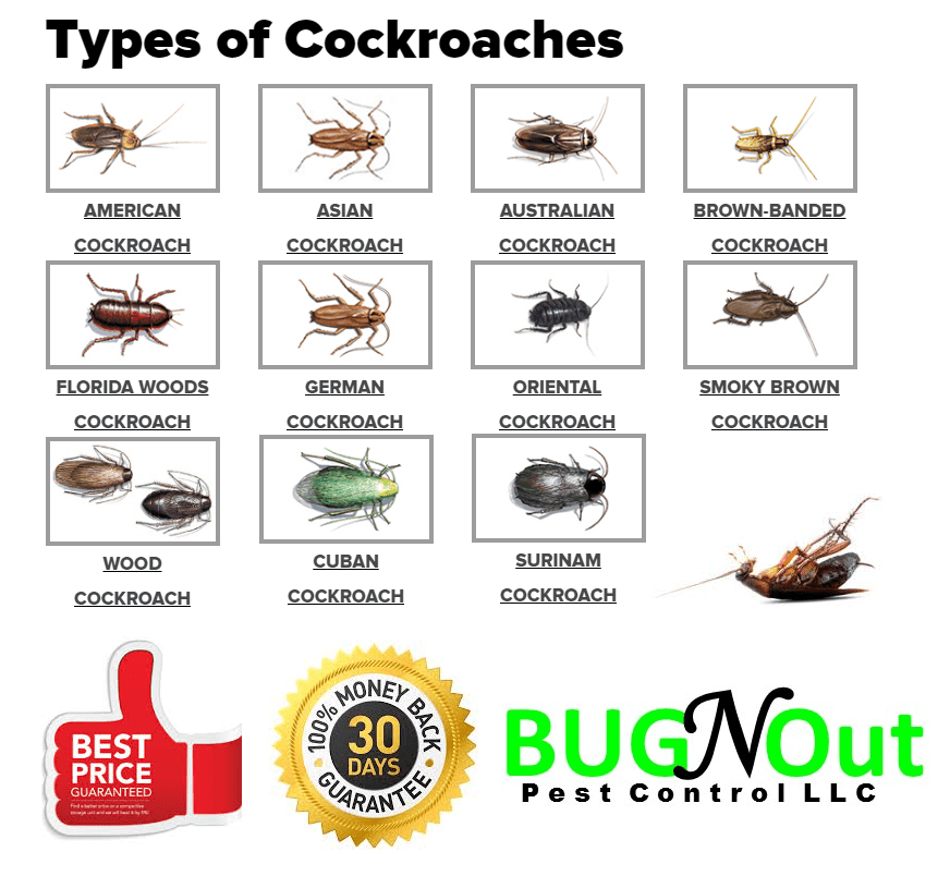 Houston Cockroach Control Houston Pest Control Bug N Out