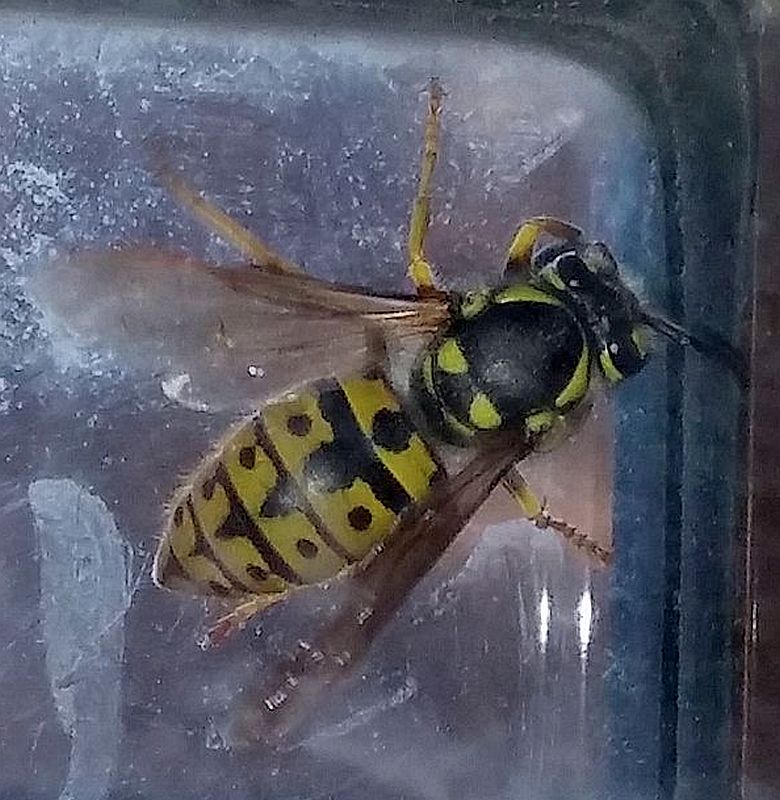 Yellowjacket Wasp PEST CONTROL CANADA