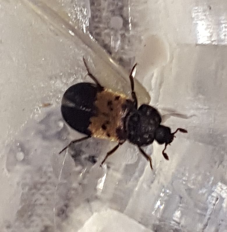 Larder Beetle PEST CONTROL CANADA