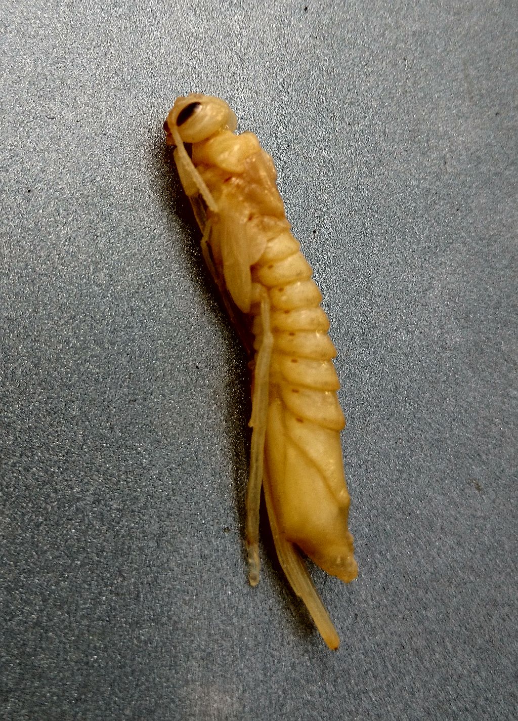 Horntail wood wasp pupa PEST CONTROL CANADA