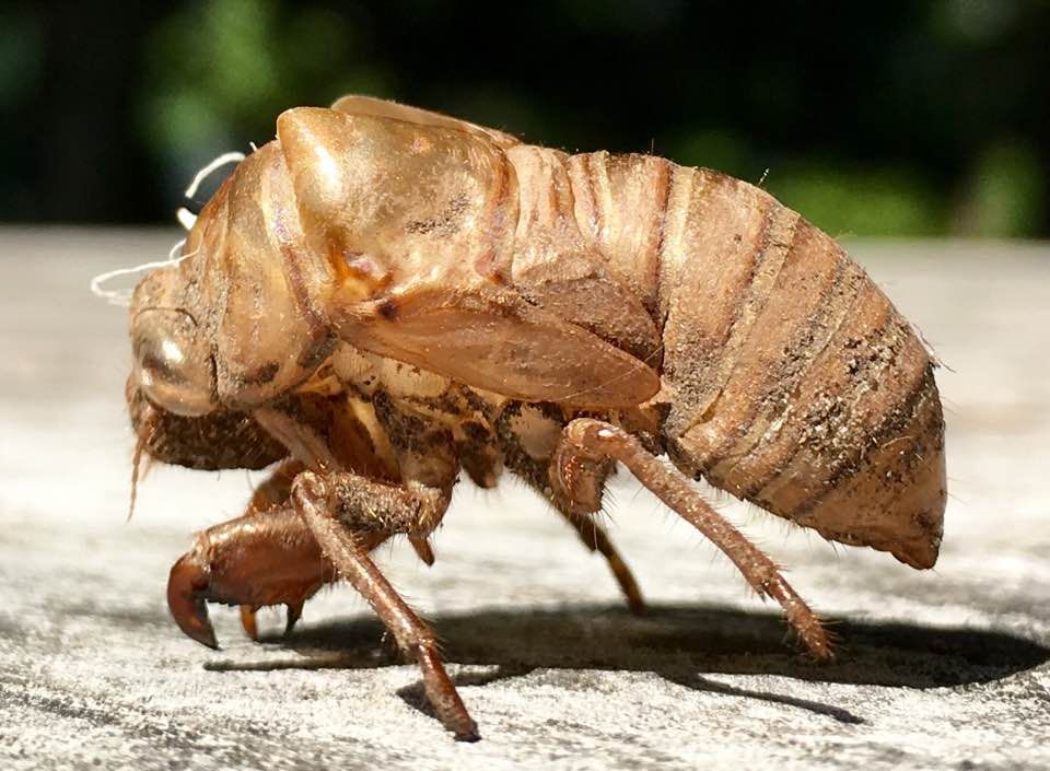 Cicada exoskeleton PEST CONTROL CANADA