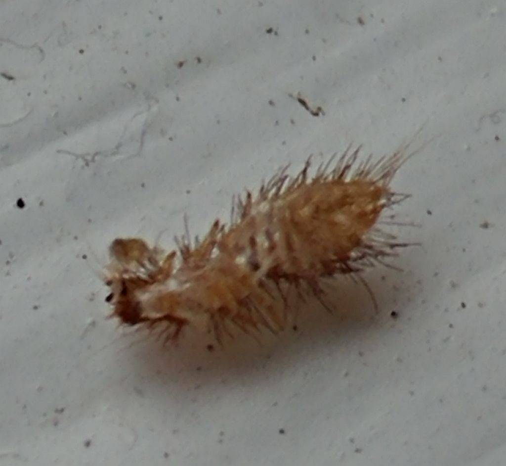 Dermestidae beetle shed skin. PEST CONTROL CANADA