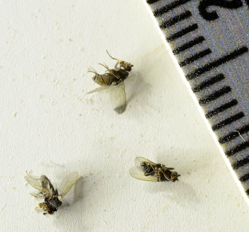 Phorid flies PEST CONTROL CANADA