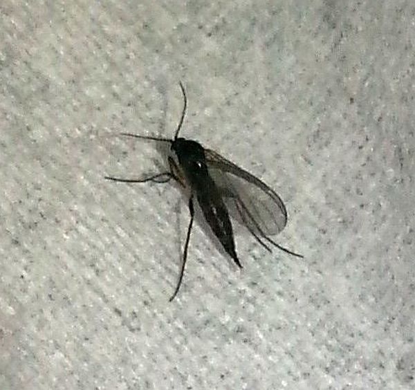 darkwinged fungus gnat — PEST CONTROL CANADA